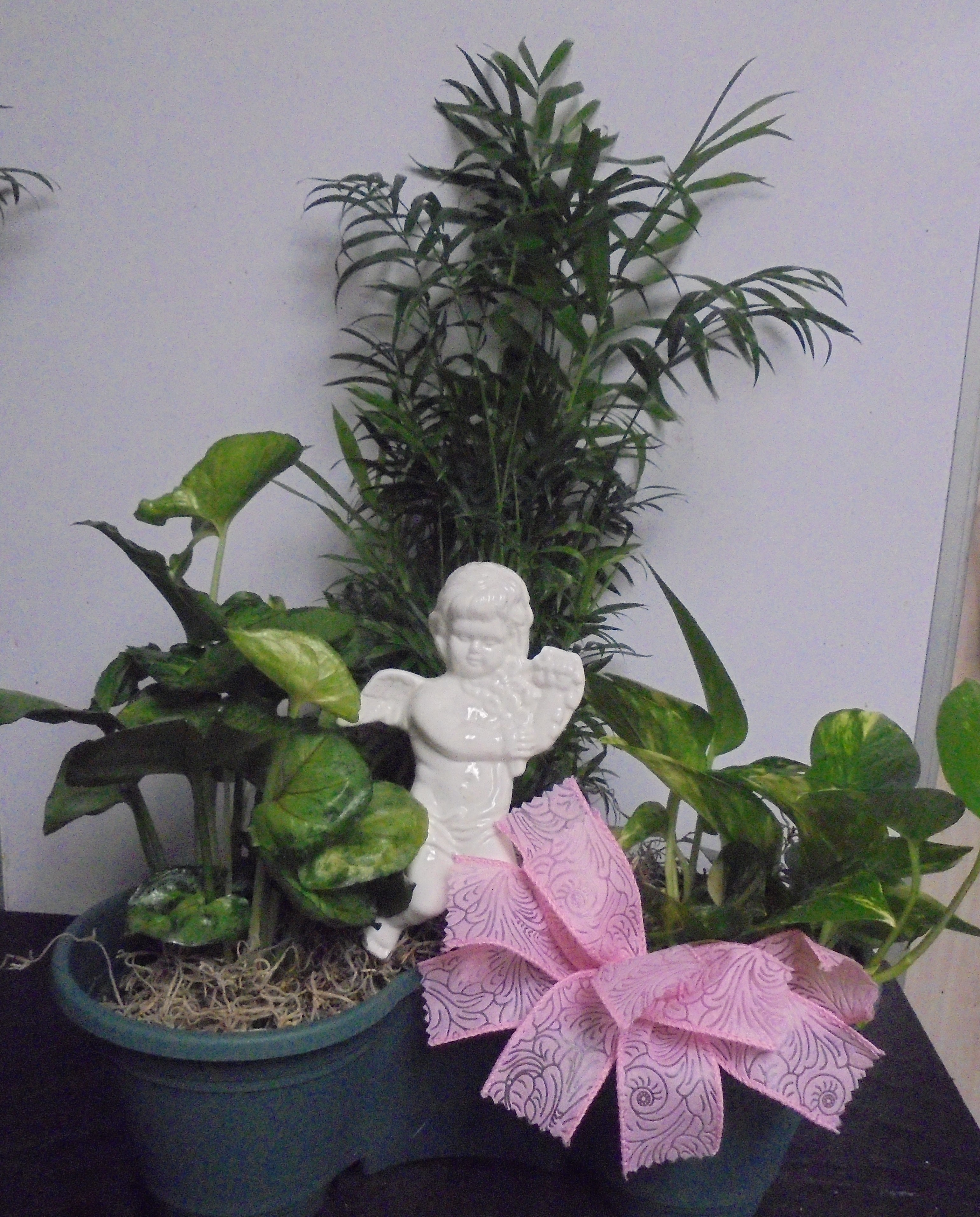 (2A) "Three" Plant Combo
W/ Angel
$50.00