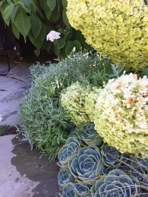 Moon Garden Colored Foliage 5