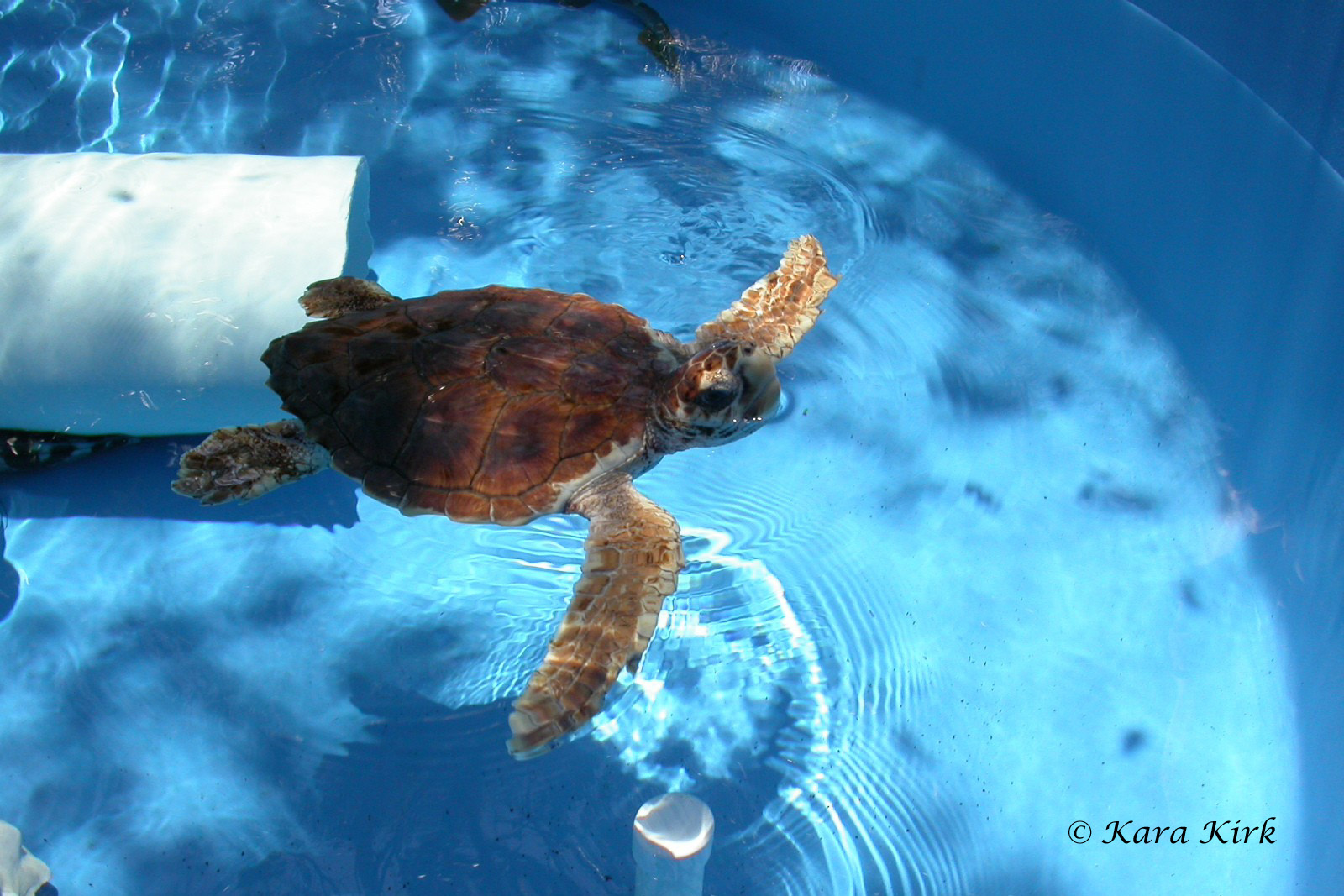 https://0201.nccdn.net/1_2/000/000/095/b2b/05-09-04-Juno-Sea-Turtle-Rehab-18-4x6-1600x1067.jpg