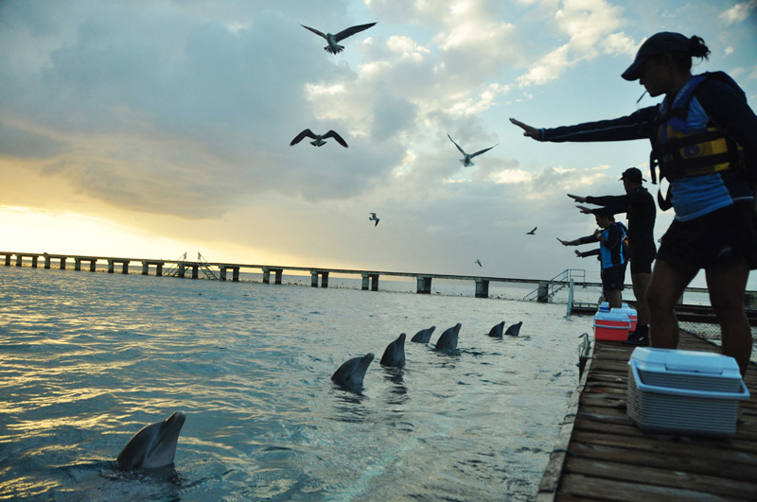 NADO CON DELFINES ( OPCIONAL )