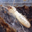 Termite Worker
