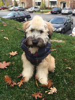 macphail wheatens