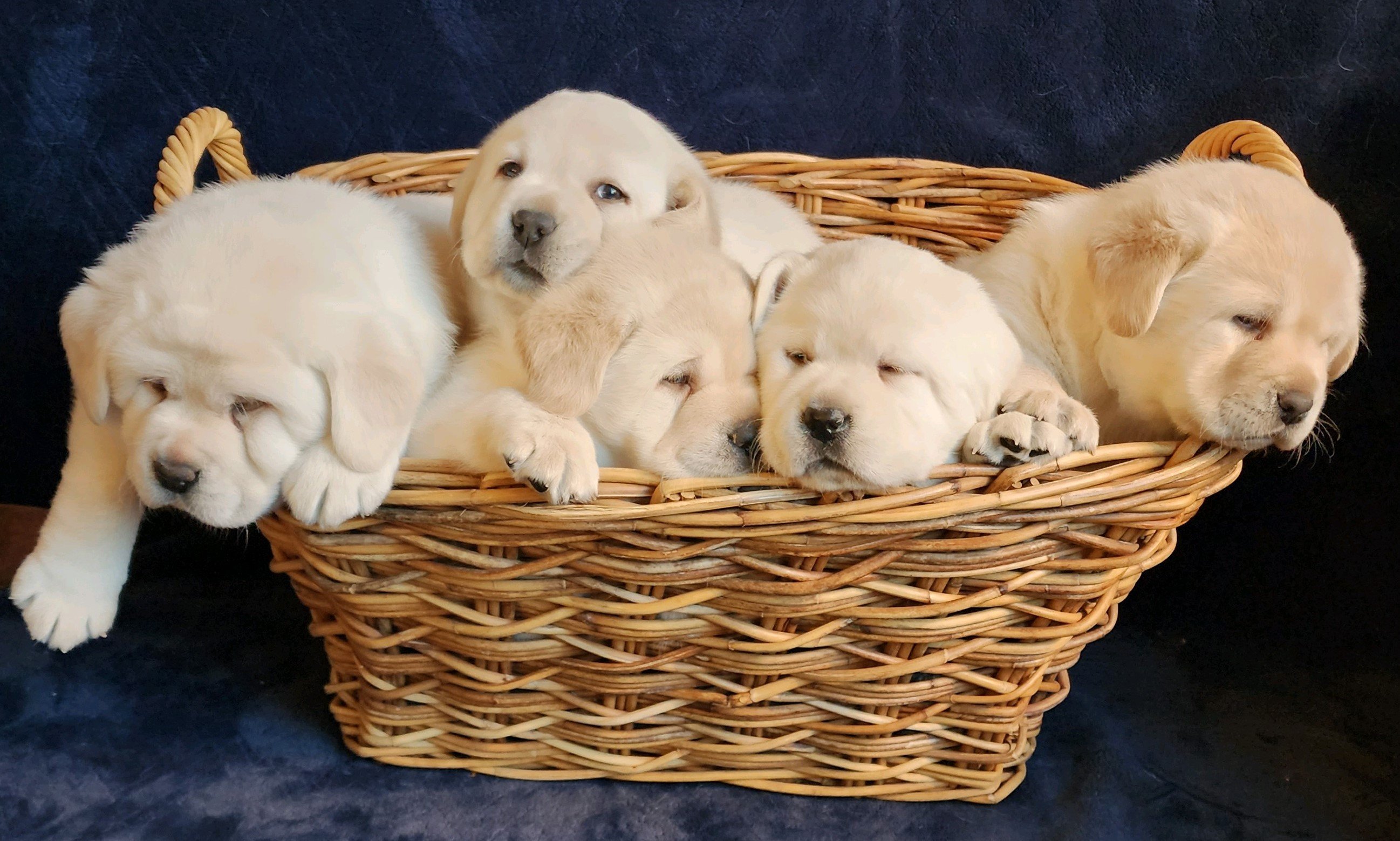 Timberlane labradors discount