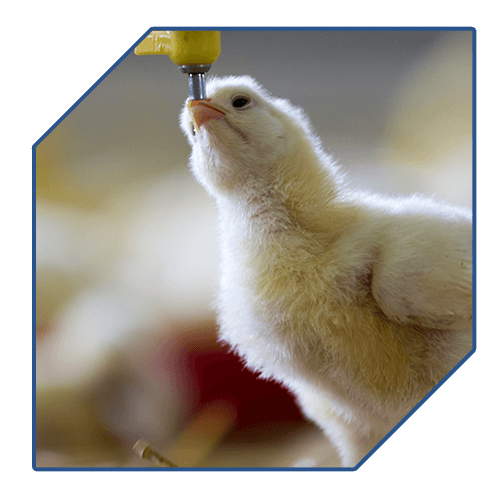 DIPROVET - Venta de productos veterinarios