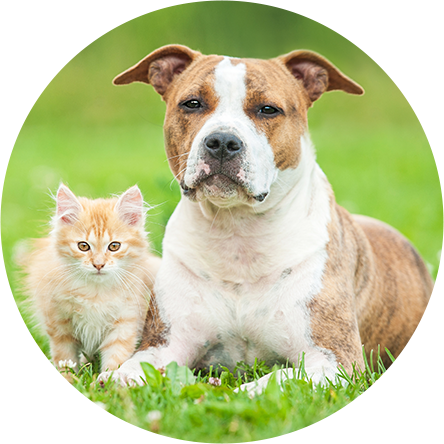 Little Kitten With American Staffordshire Terrier Dog