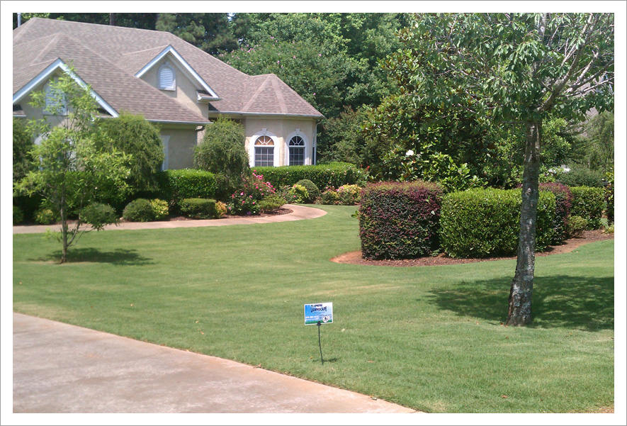 Angle view of healthy lawn||||