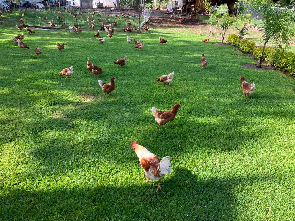 GALLINAS