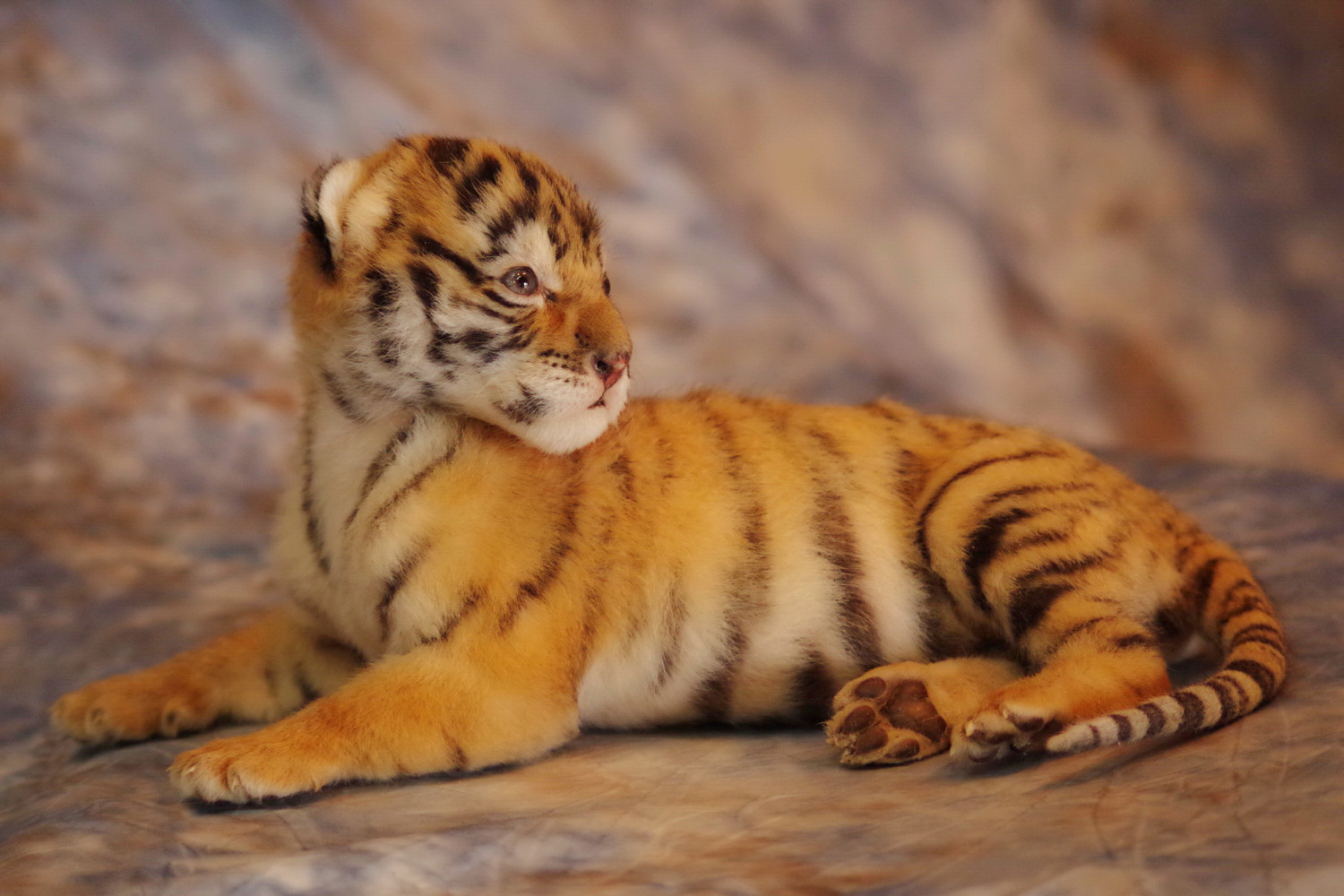 Donation - Dealer license # 43-c-0301. United States Dept. Agriculture. 

We were commissioned to mount this stillborn, captive bred baby tiger for a museum in the Midwest that promotes world-wide tiger conservation. 