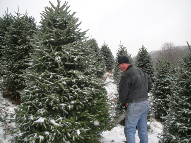 Cutting a visitor's Christmas tree.