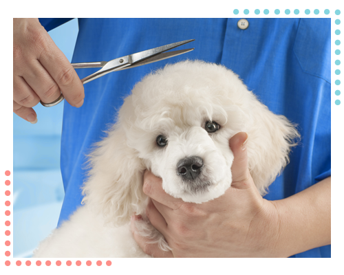 Poodle Grooming at the Salon for Dogs