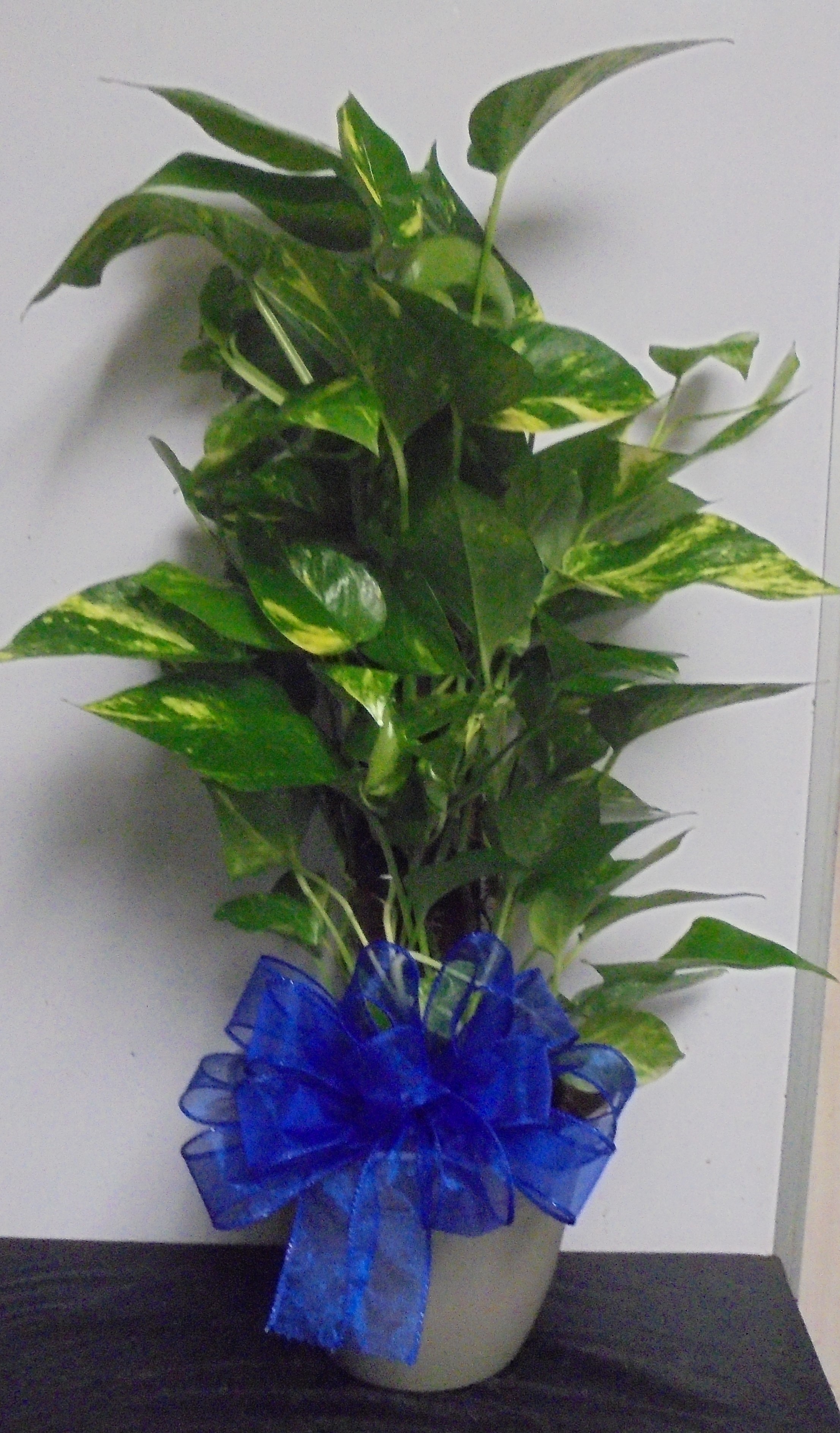 (15) "Totem-Pole" Plant
$40.00