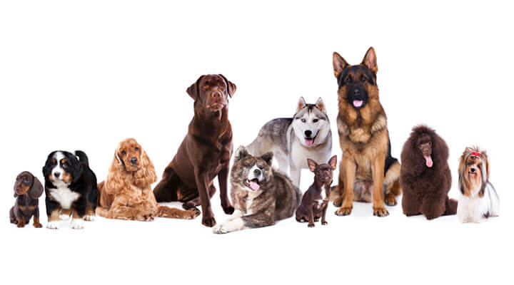 Veterinaria Allende - DESPARACITACIONES