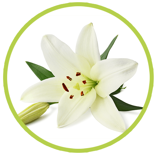 SPECIAL FLOWERS - Lilis