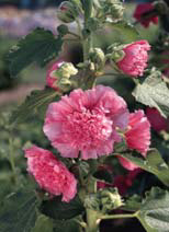 Alcea rosea (Hollyhock), Chaters Double Bright Pink