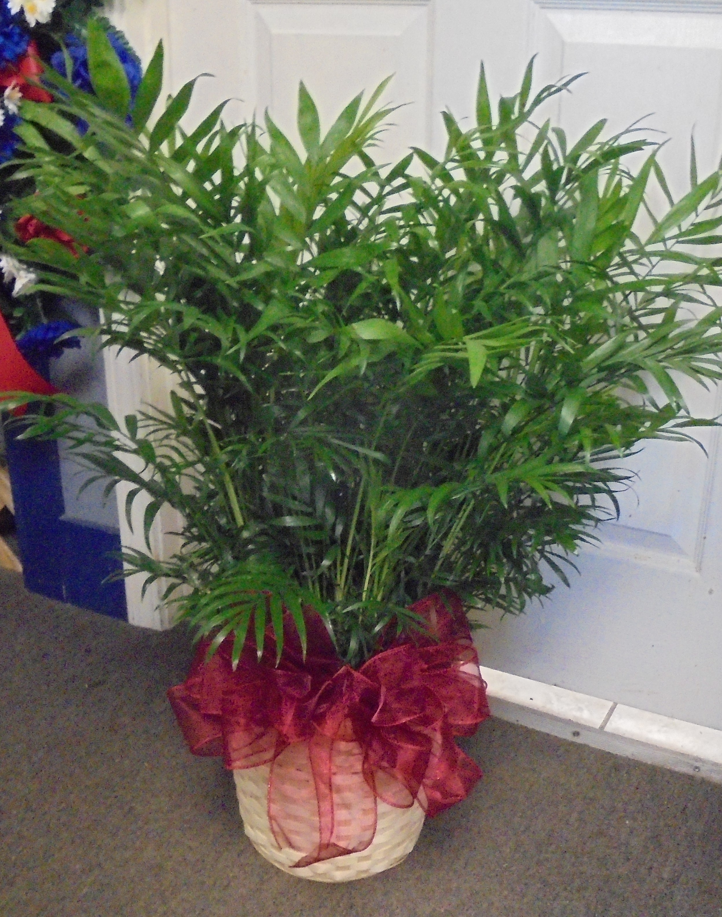 (SORRY OUT OF STOCK!!)
(23)  Palm Plant
$75.00