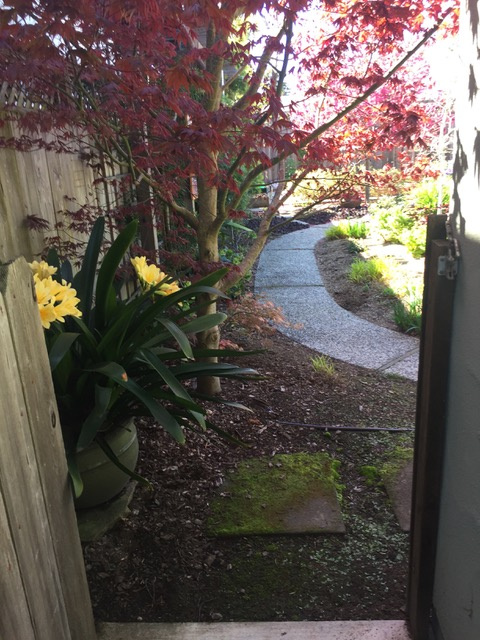 Santa Cruz Shady Path 3