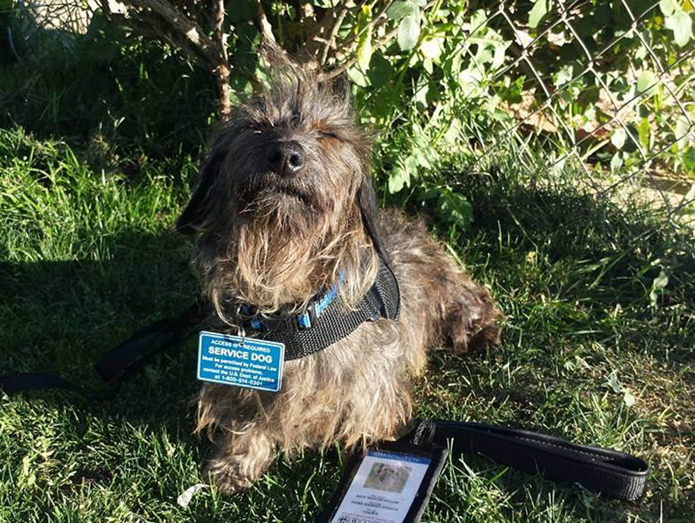 https://0201.nccdn.net/1_2/000/000/099/4b2/willow-at-your-service_753x1000.jpg