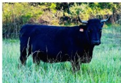 Patience
$2400
Confirmed Bred
Patience is a traditionally horned Dexter cow. 
She was bought as halter broke but has never been haltered here. 
She is bred to Galileo, our chondro positive bull, for a summer calf. 
Her price will increase by $700 if she calves while she is here.
If the calf is chondro positive, the price will increase by $2000.
Patience is A2A2 and carries dun. She does not have PHA or chondro.
She is registered with ADCA, PDCA, and Legacy.
2 Men & A Hen
twomenandahen@yahoo.com
Ryan - (989) 621-3270