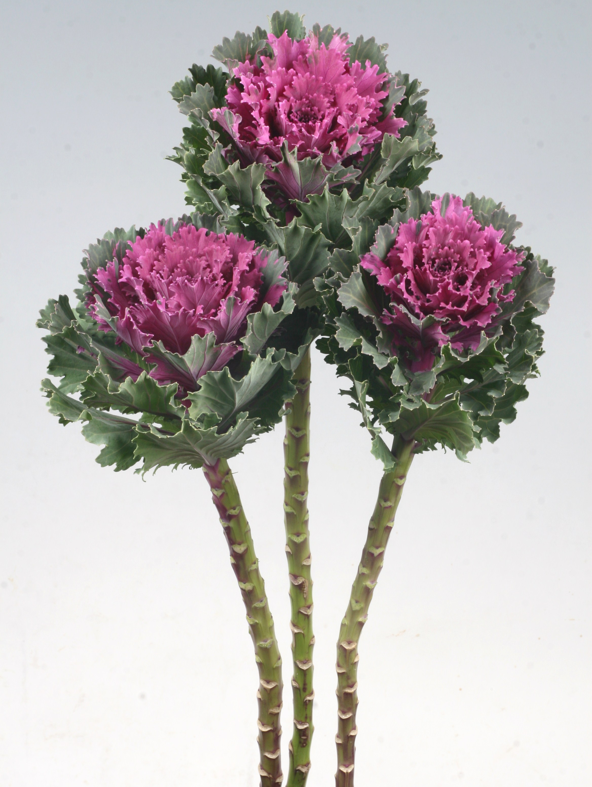 Flowering Kale, Altair