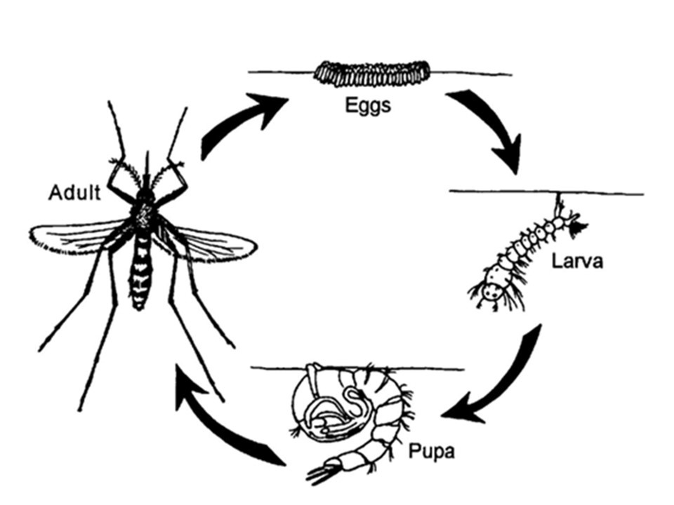 Mosquito lifecycle