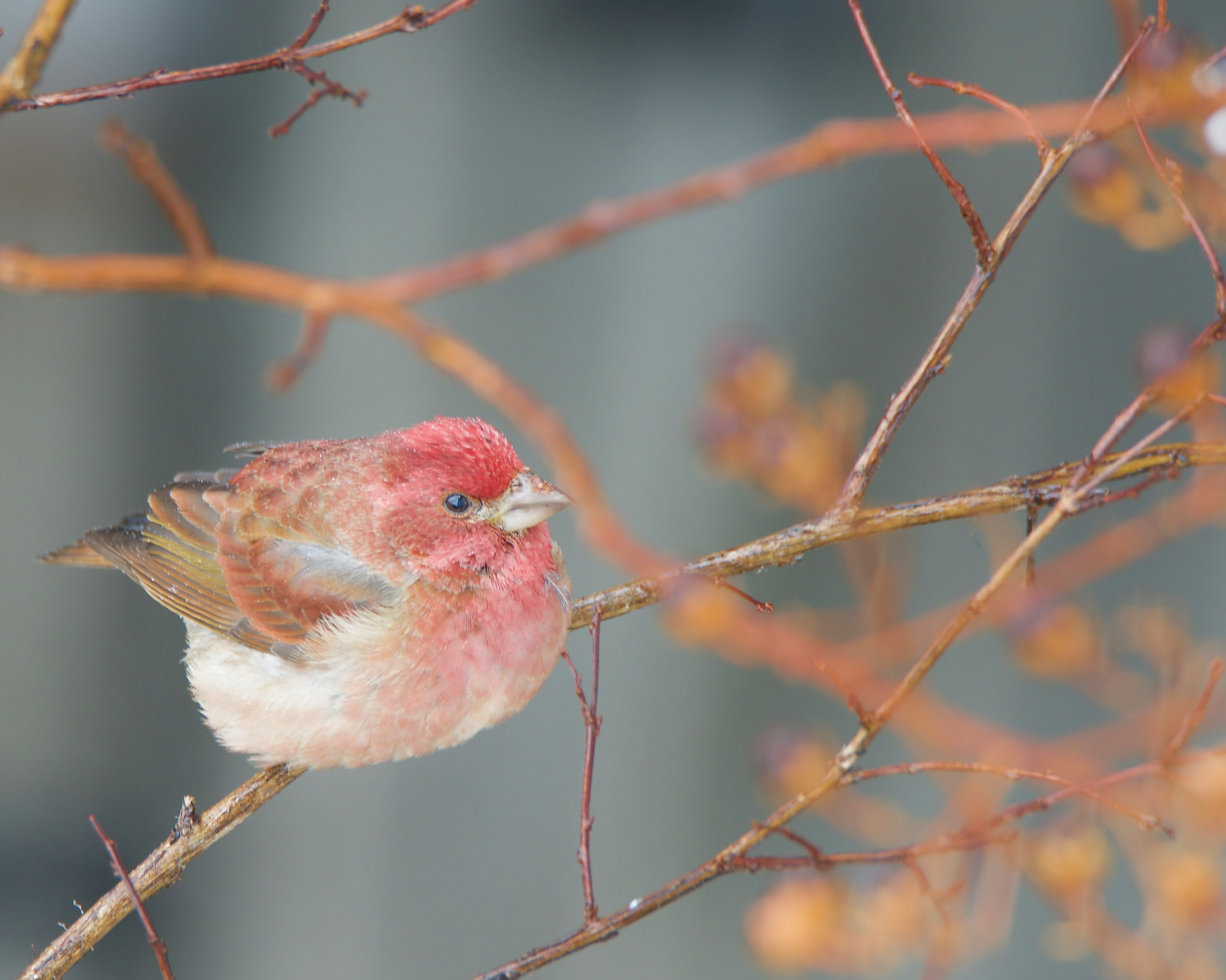 un pequeño pájaro posado en la parte superior de una rama de árbol
