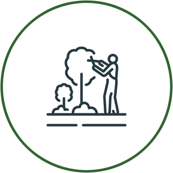 Tree Pruning and Trimming