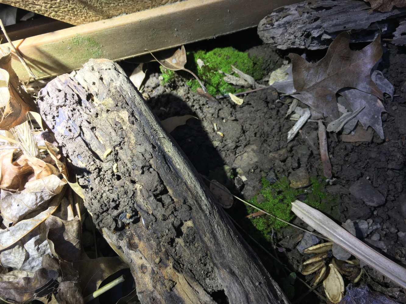 If you look closely you can see the white termite workers in the soil and on the log. 