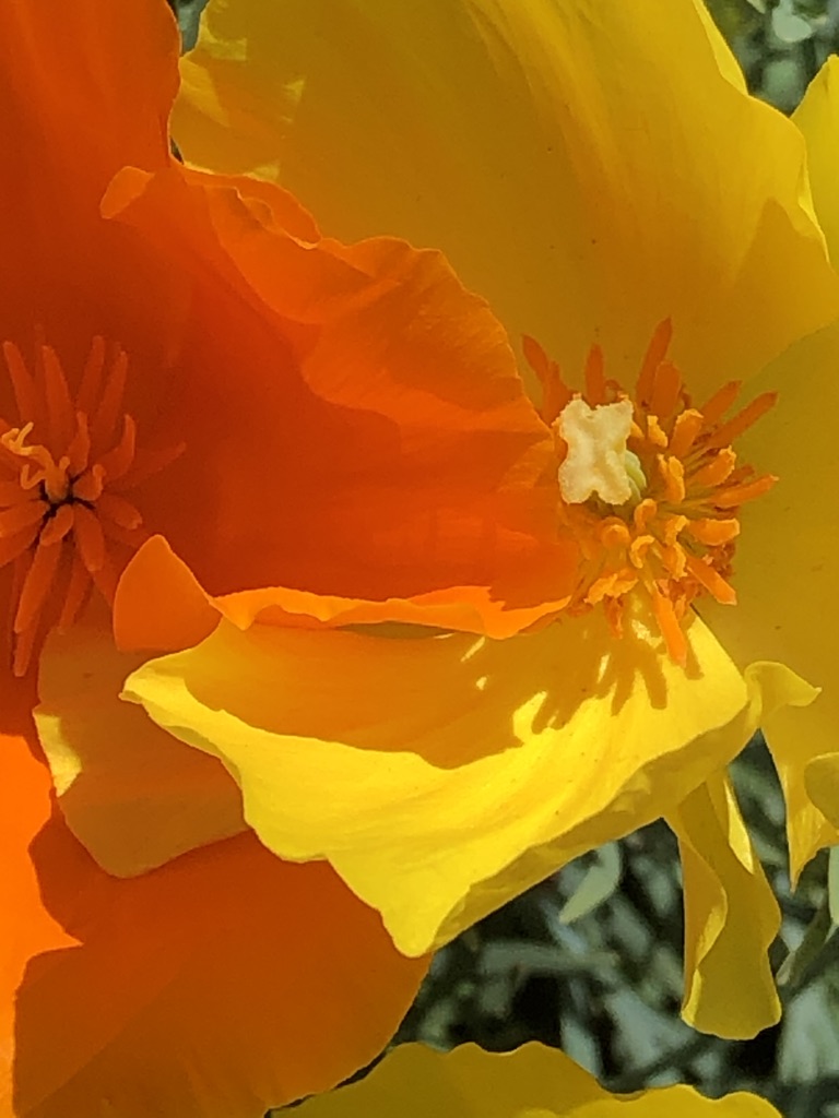 California Poppy (Eschscholzia californica) 