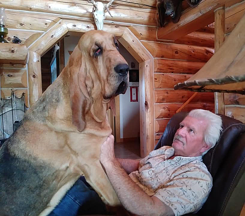 She loves Dave and still thinks she is a lap dog!