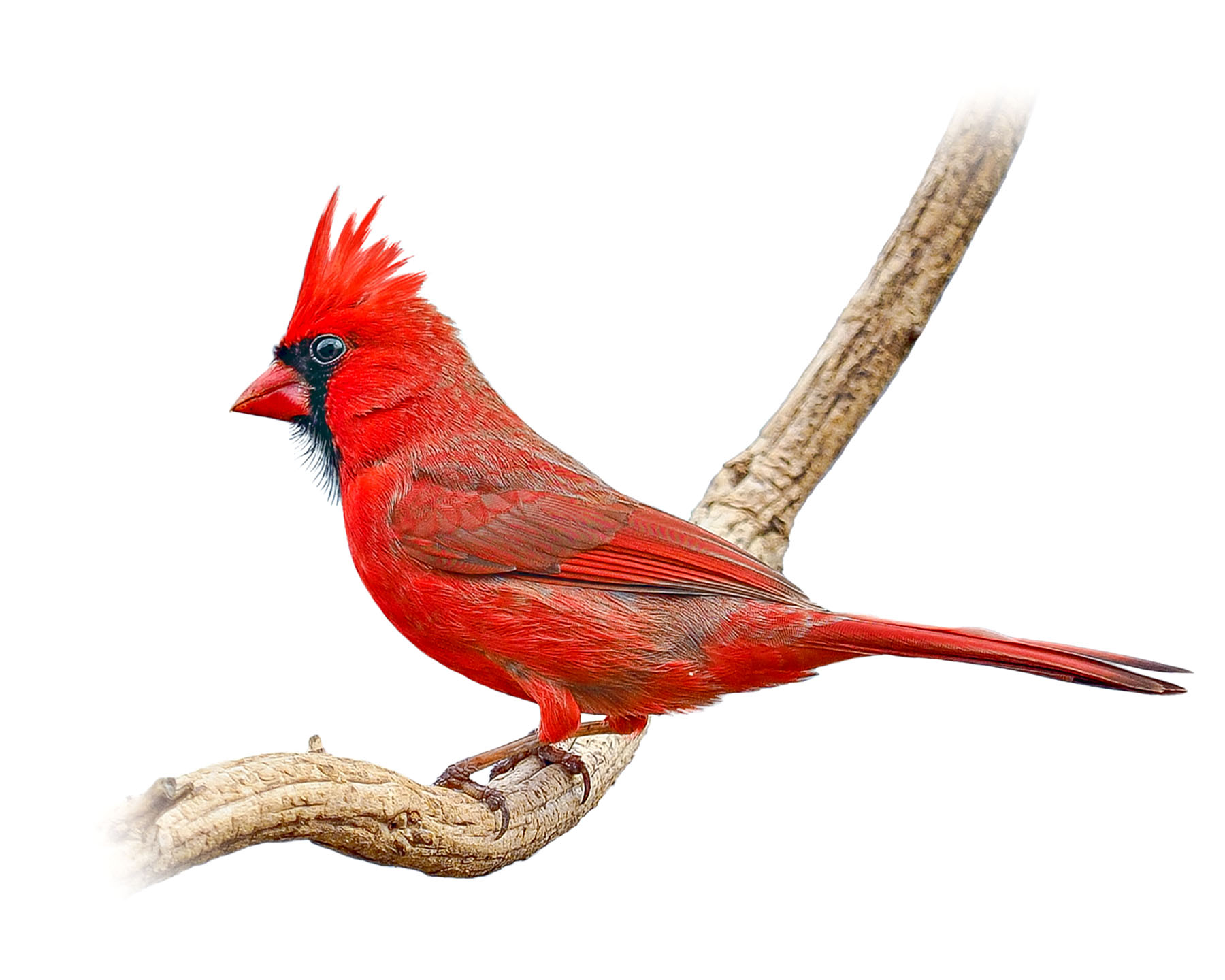 Northern Cardinal 9