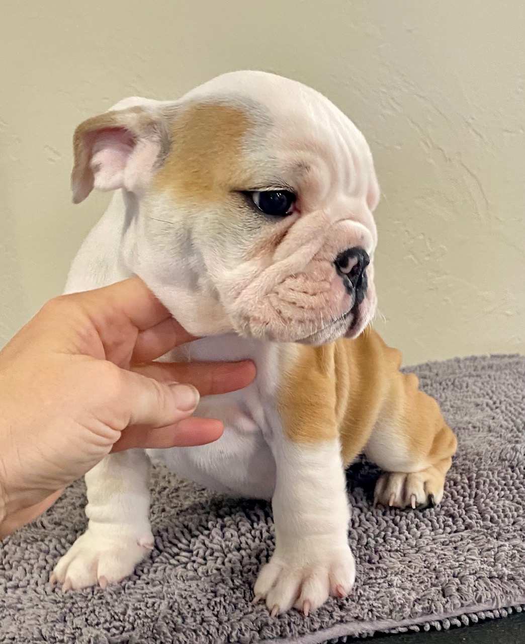 https://0201.nccdn.net/1_2/000/000/09b/8e8/wiltman-8-weeks-3.jpg
