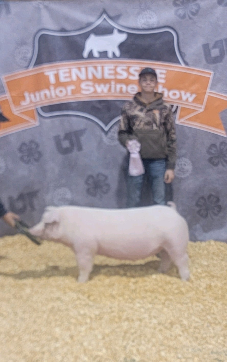 Nathan Roach
2024 TN State Swine Show
Reserve Champion TN Bred 
Chester White Gilt