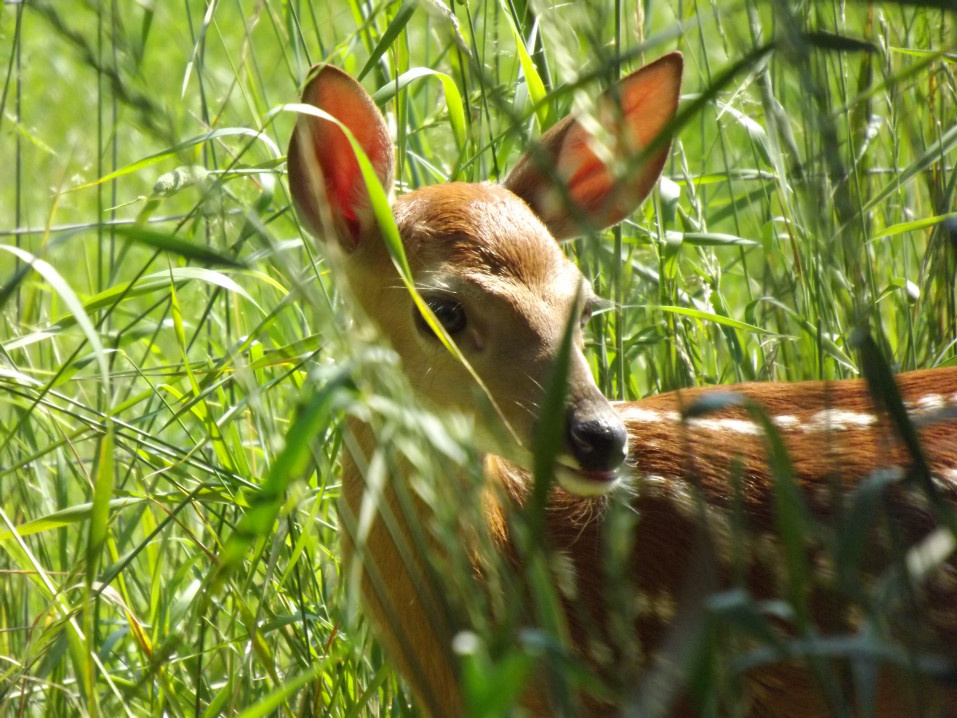 one of our baby fawns
