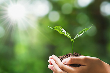 Young seedling in hands
