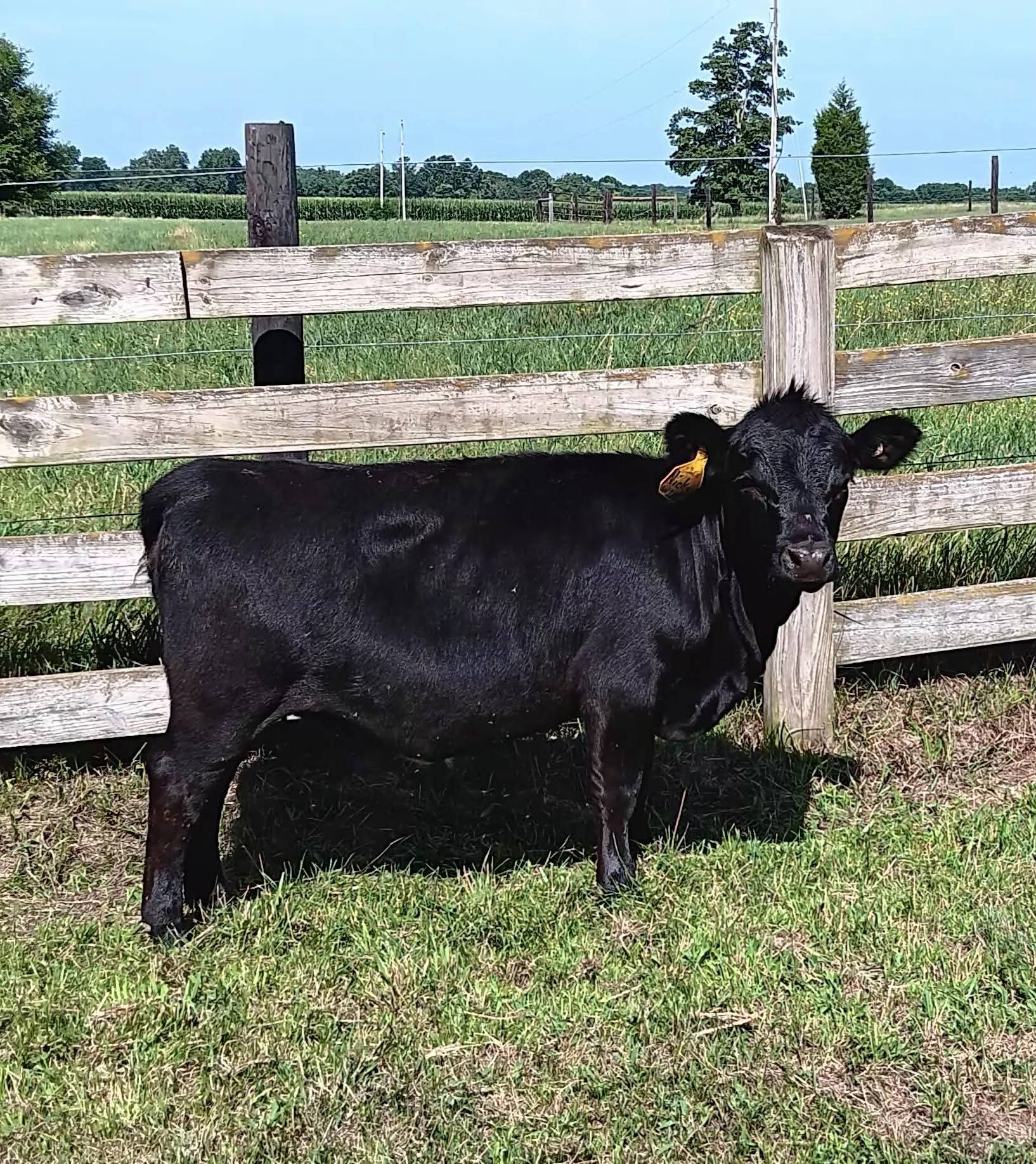WEANED AND READY TO MOVE ON!!!
Wieringa's Nicky KF 
#057119. DOB 1/1/25 
Heterozygous polled, beefy beauty. Granddaughter of Wieringa's Paula, a multiple times ADCA Championships. 
Broke to lead. Very friendly and social. Just got back from the county fair.
 $1900.00
