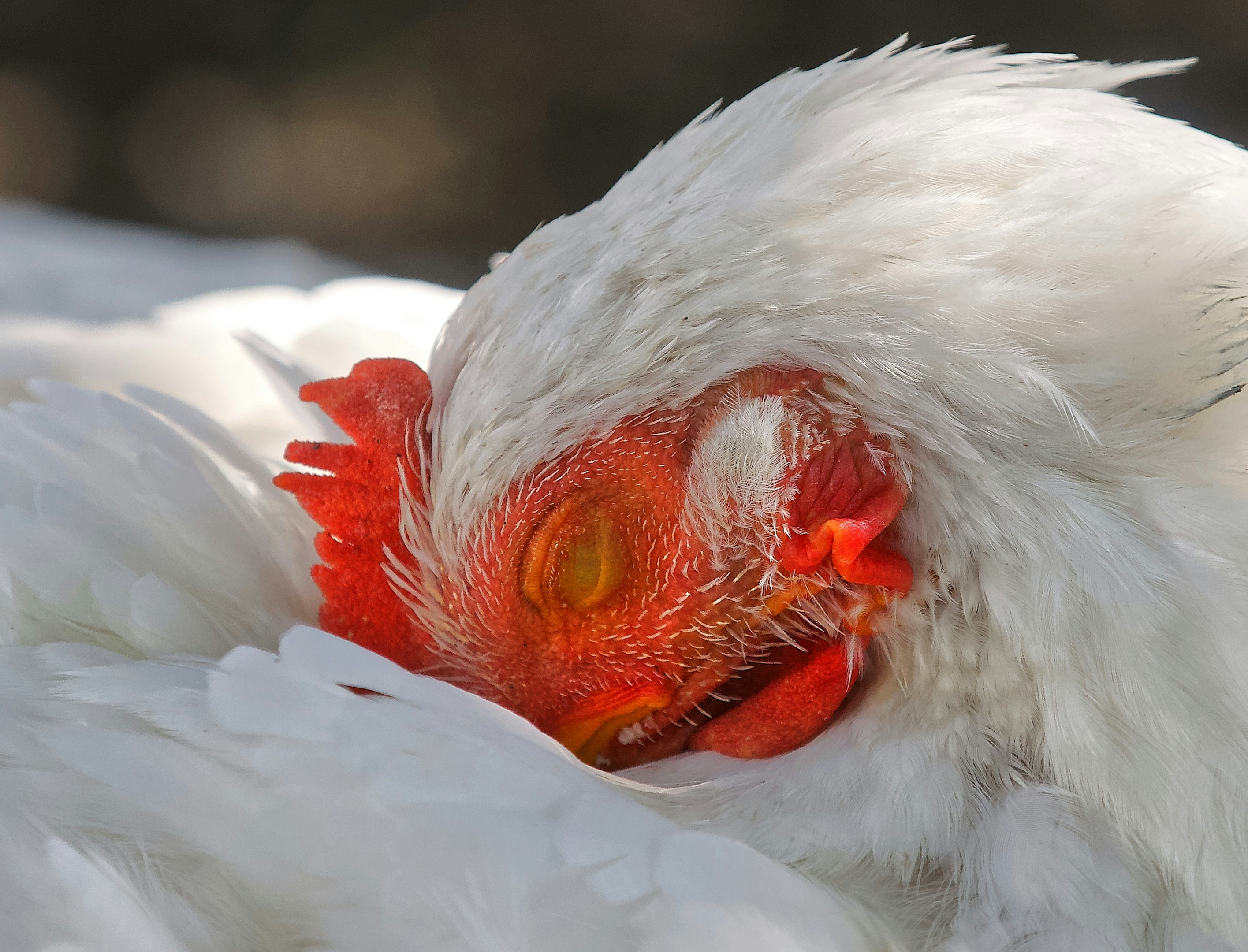 gallina blanca con ojos rojos