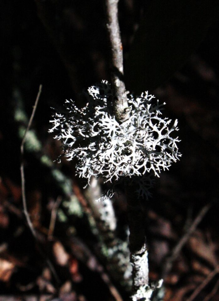 https://0201.nccdn.net/1_2/000/000/09c/f96/Fungi---24--698x960.jpg
