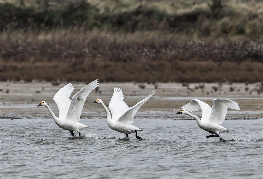 Bewick's Swans Taking Off