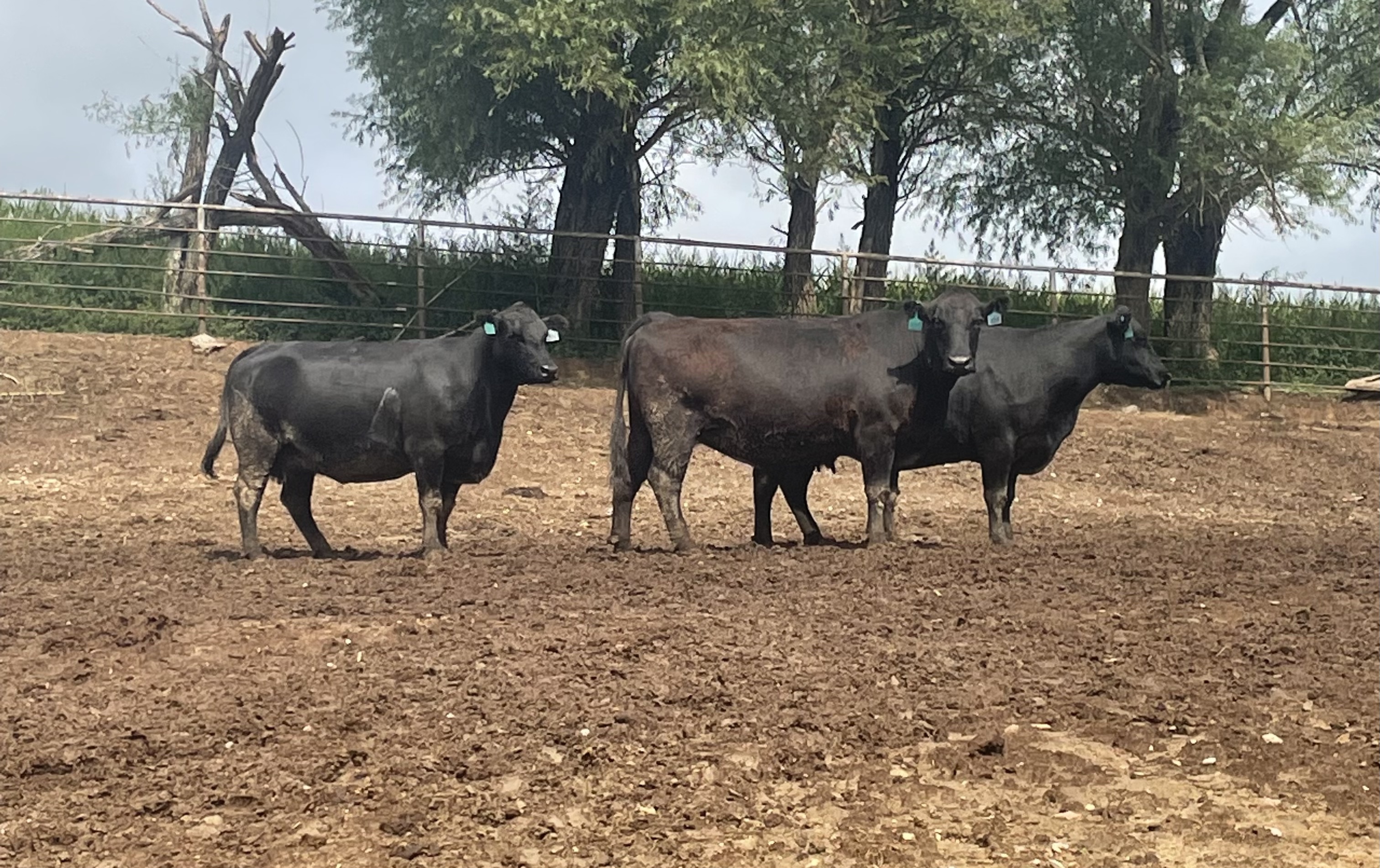 DUNLAP LIVESTOCK AUCTION, INC. Special Bred Female/Pairs/Bulls August