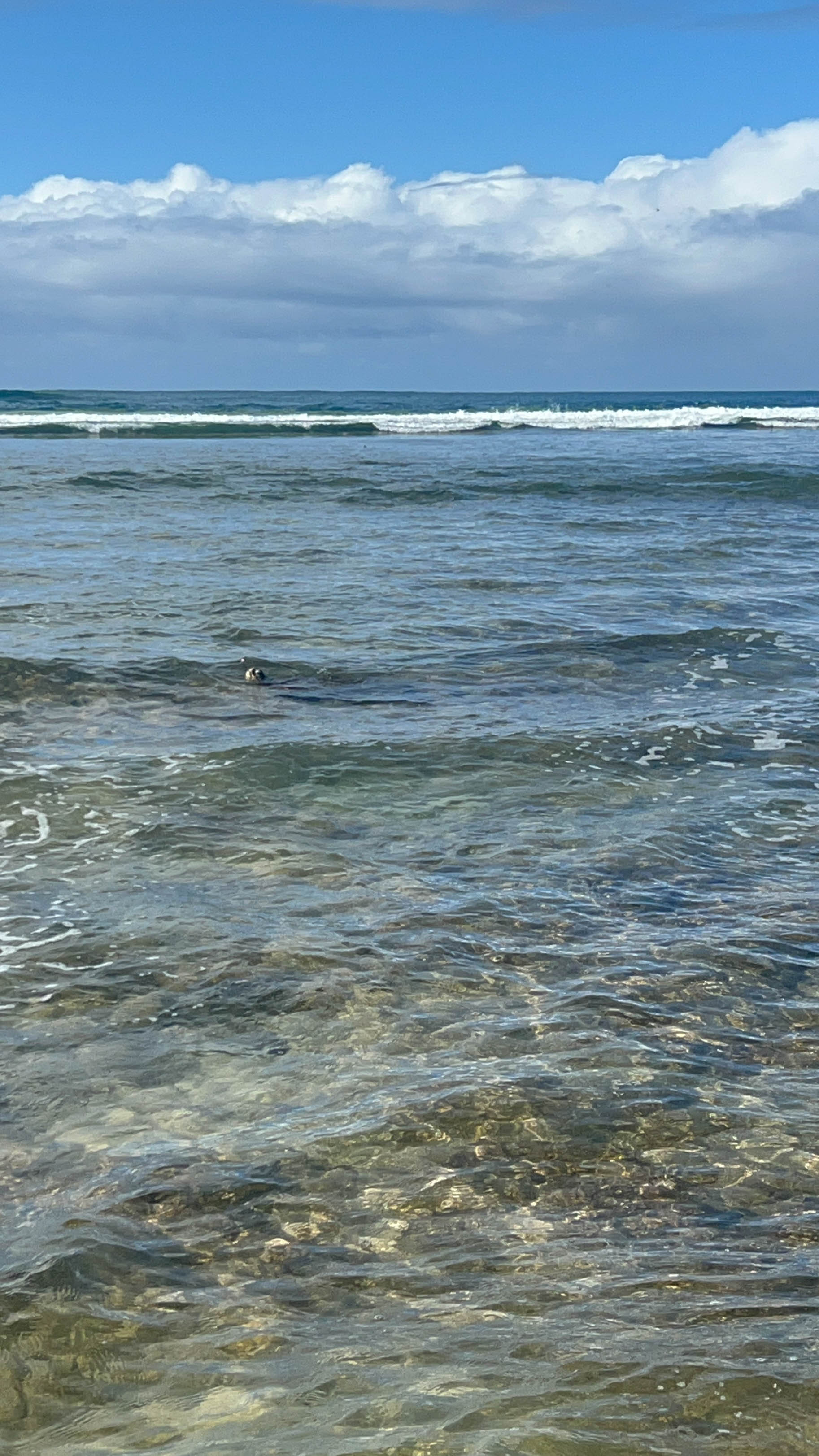 https://0201.nccdn.net/1_2/000/000/09d/807/hawaii-order-61.jpg