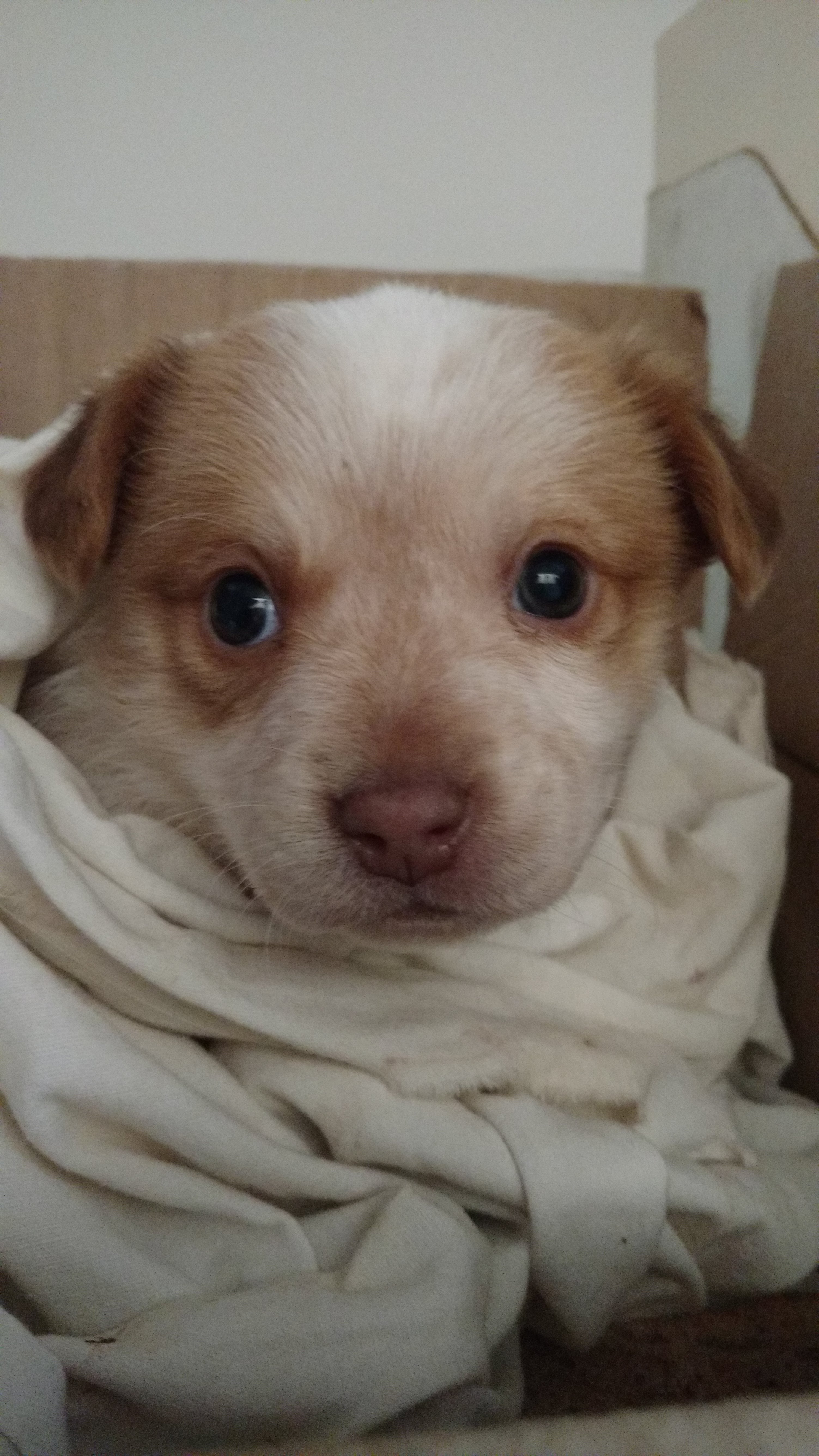 Iniciando calendario de vacunación