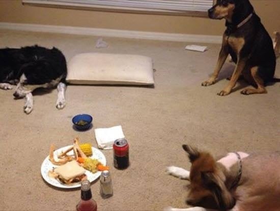 Dog Stealing Food