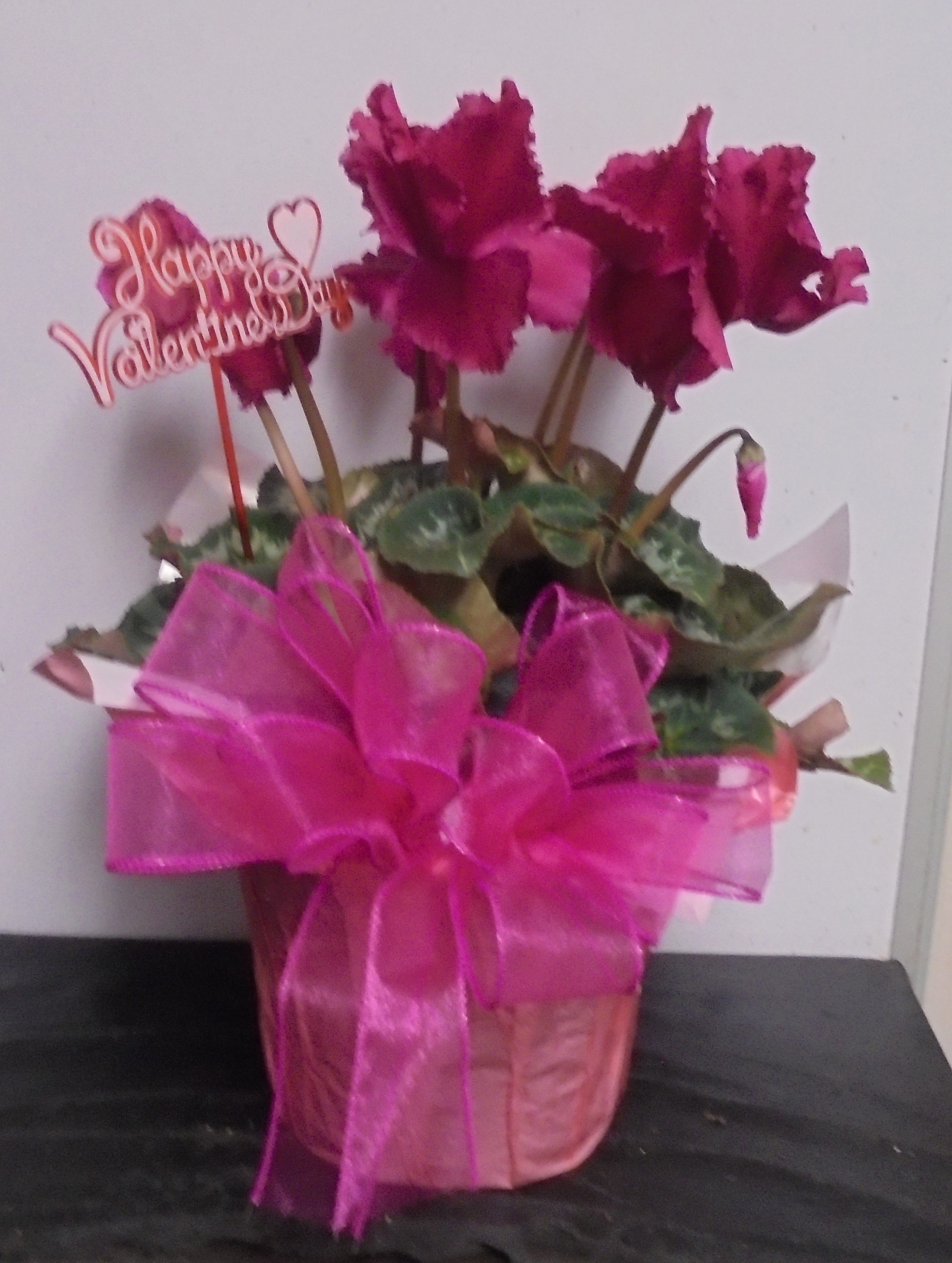(1)  "Hot Pink" Cyclamen Plant
$40.00