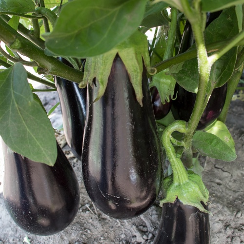 Eggplant Gaudi Eggplant Gaudi