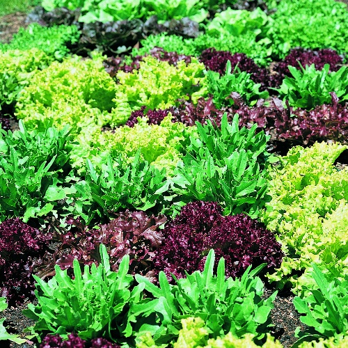 Twilley Seed Greens
