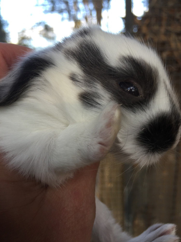 Raising of orphaned rabbits after their mother passed away.
