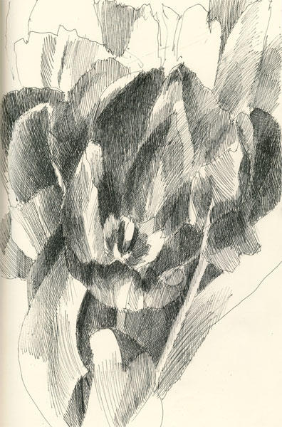 Drawings / Flowers: Mono Tulip #2