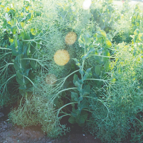 Greens Pea Parsley Greens Pea Parsley