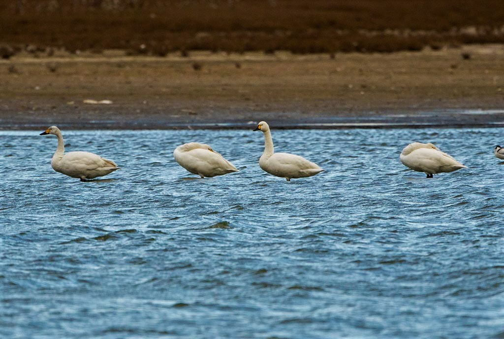 Four Bewick's Swan. No Rings Showing