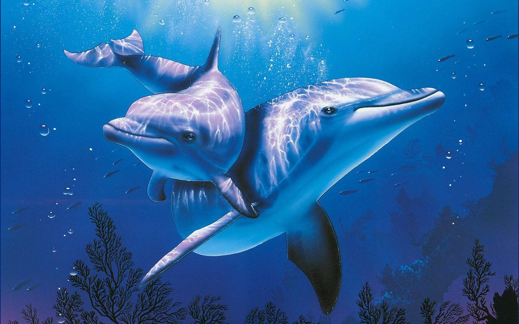 dolphin fish paintings dolphin fish paintings